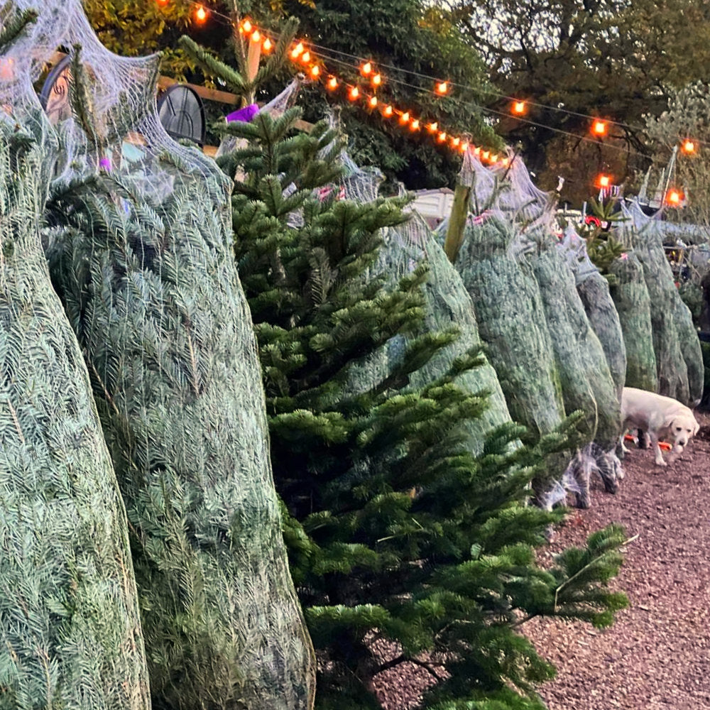 BioXnet Oxo-Biodegradable LZ Tree Netting - BALE 2000m